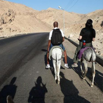 Valley of the Kings Donkey back Tour